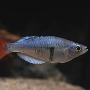 Meistverkauft Kali Tawa Regenbogenfisch (Melanotaenia sp. "Kali Tawa“)